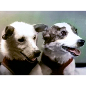 53 года назад в космос отправили собак Белку и Стрелку