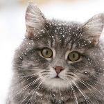 Нижегородцев ожидает теплая неделя