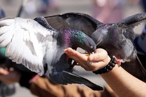 Почему не стоит подкармливать голубей