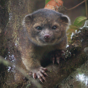 В лесах Эквадора открыли новое животное: помесь енота и плюшевого мишки