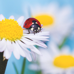 Народные приметы от INNOV: 12 июля