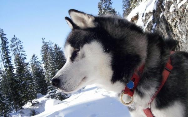 Катание на упряжке хаски