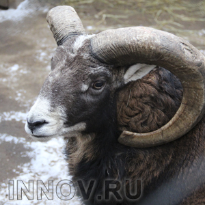 В Буреполоме женщина до смерти забила козу