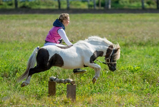 Крейзи-Пони, конный клуб