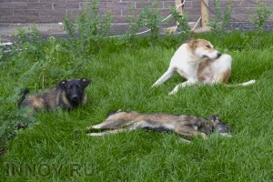 В Нижнем Новгороде жестоко травят собак
