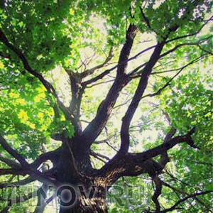 В Советском районе пройдет социальная акция «Посади дерево памяти»