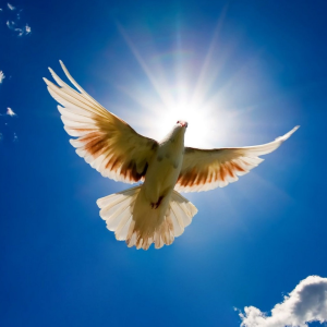 Событие дня: Международный день мира