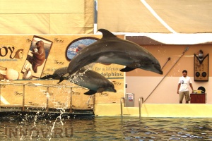 В Нижнем появится стационарный дельфинарий
