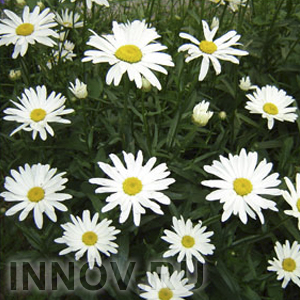 Польша обвинила Россию в создании арсеналов для химических атак в Сирии