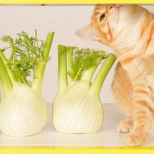 Продукты и свежесть