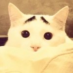 Утренний обзор: об удивленном коте и буддистском храме