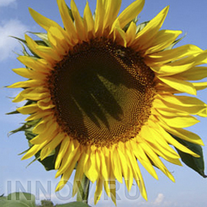 Тепло и ясно будет в выходные в Нижнем Новгороде
