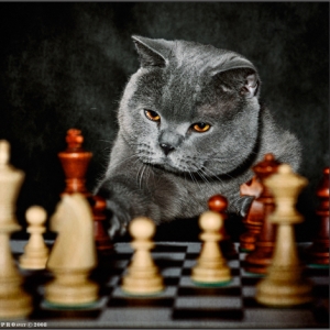 В Нижнем Новгороде отметят Международный день шахмат