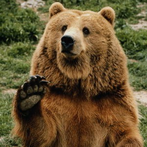 Цирковой медведь откусил нижегородцу палец