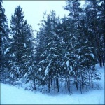 Что с Нижегородскими лесами? 