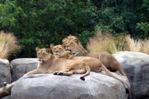 Туристам, обожающим дикую природу, предложили пожить среди львов