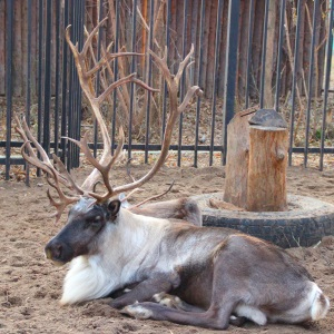 Олень из нижегородского зоопарка сбросил рога