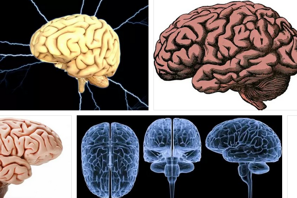 Сколько может прожить мозг. Мозг живых организмов. Методы исследования мозга на живом. Мозг свиньи и человека сравнение.