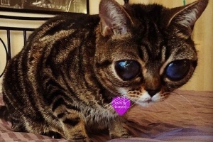 «Инопланетная» кошка стала звездой Instagram