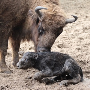 В «Лимпопо» пополнение!