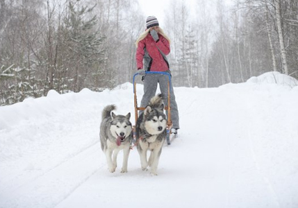 Лесное княжество