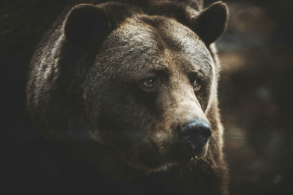 Медведь: волшебный зверь без имени - гроза русских лесов