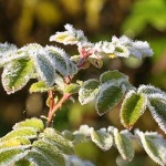 МЧС по Нижегородской области предупреждает о заморозках 