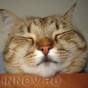 Кошки умеют притворятся. Зачем?