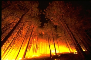 Ожидается дальнейшее увеличение вероятности возникновения лесных пожаров, будьте аккуратнее!