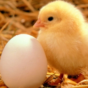 УФАС заинтересовалось повышением цен на куриные яйца