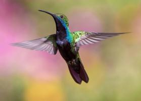 Тройка сверхспособностей птички колибри