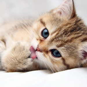 Событие дня: День бездомных животных