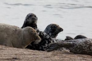 Ученые озабочены исчезновением тюленей в Северном Каспии