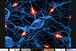 Первая искусственная нервная клетка создана учёными