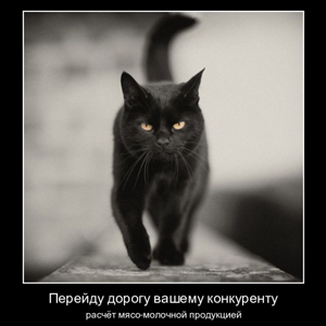 Событие дня: День защиты черных котов