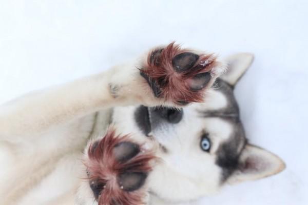 Катание на упряжке хаски