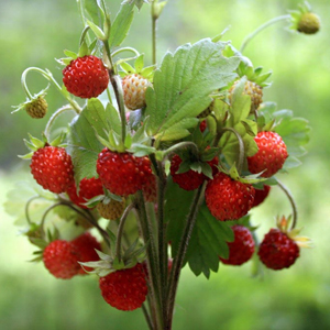 Народные приметы от INNOV: 9 июля