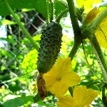 Народные приметы от INNOV: 20 мая