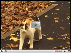 Дороги в Приокском районе есть!