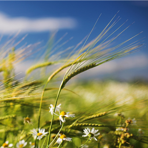 Народные приметы от INNOV: 21 августа