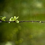 Народные приметы: 11 мая