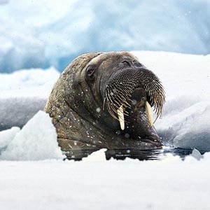 Событие дня: День Моржа