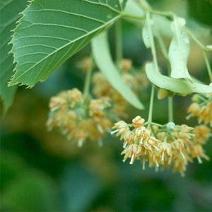 Липы вместо каштанов посадят на площади Лядова