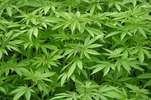 Ученые считают, что марихуана может помочь в лечении эпилепсии