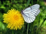 В Нижегородской области нашествие бабочек-боярышниц