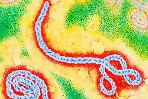 Вирус Эбола появился ещё во времена зарождения животного мира