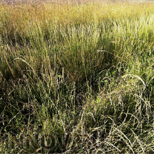 Поле конопли уничтожено полицейскими в Кстовском районе