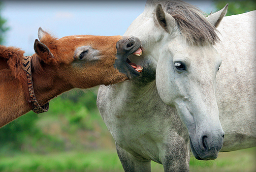 Лесное, конный двор