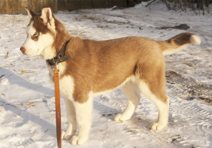 Лесное княжество