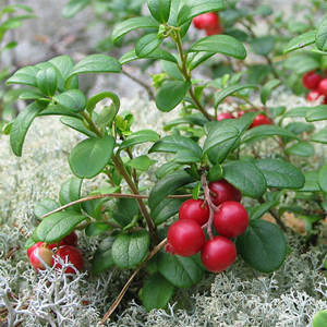 Народные приметы от INNOV: 5 сентября